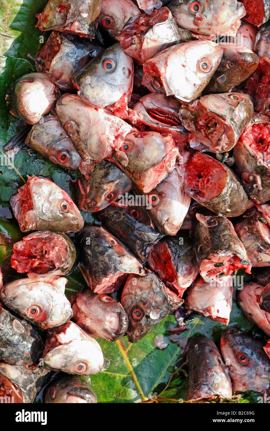 Teste di Pesce, cruento Kathar Mercato, birmania, myanmar, Asia Foto Stock