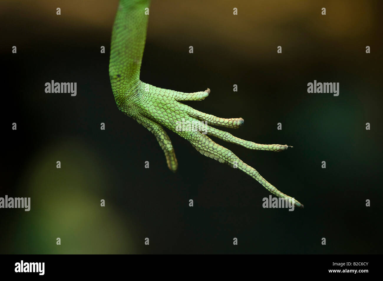 Piumati Basilisk lizard (Basiliscus plumifrons), i piedi e le dita dei piedi Foto Stock