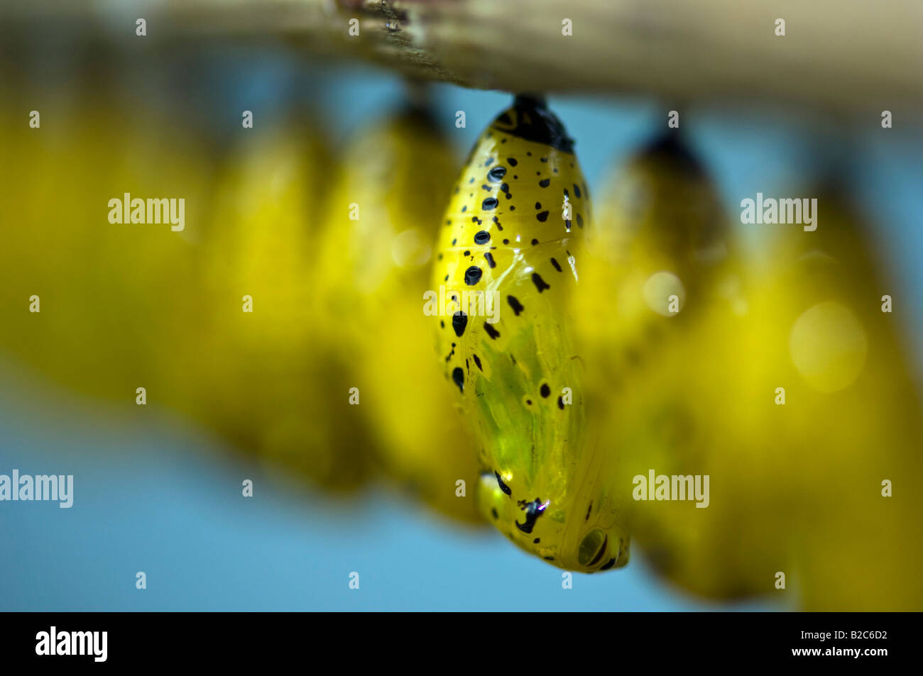 Aquilone di carta o carta di riso butterfly (Idea leuconoe), pupe Foto Stock