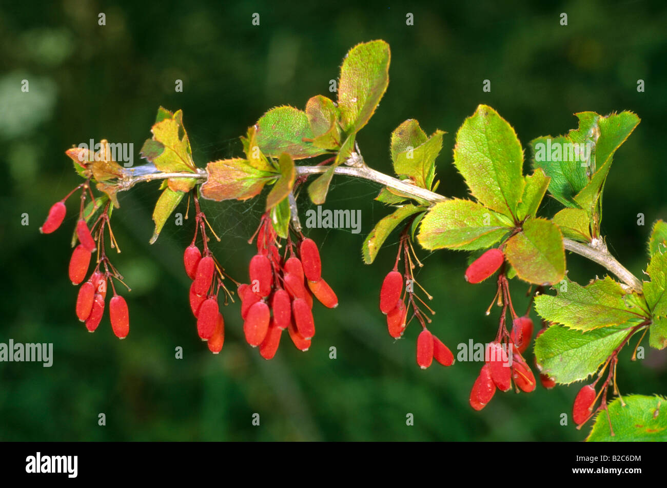 Unione Crespino (berberis vulgaris), famiglia Berberidaceae, frutti nella tarda estate Foto Stock