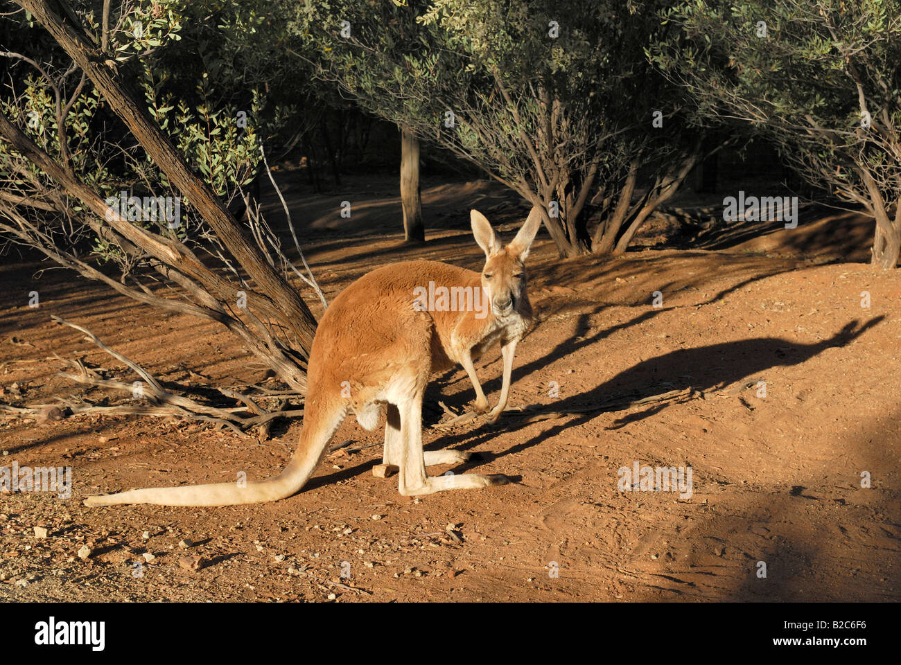 Canguro rosso (Macropus rufus), il Desert Park, Alice Springs, Territorio del Nord, l'Australia Foto Stock