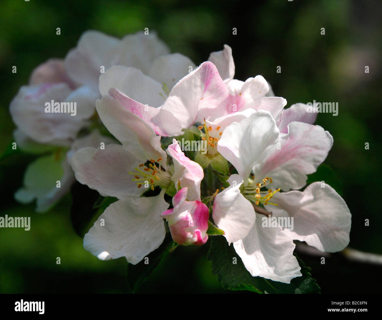Apple Blossum (malus) Foto Stock