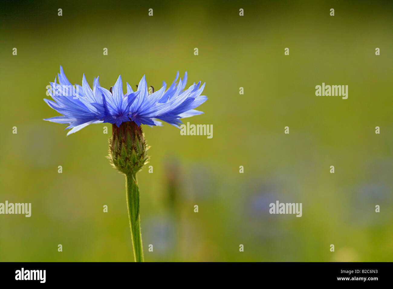 Fiore di mais immagini e fotografie stock ad alta risoluzione - Alamy