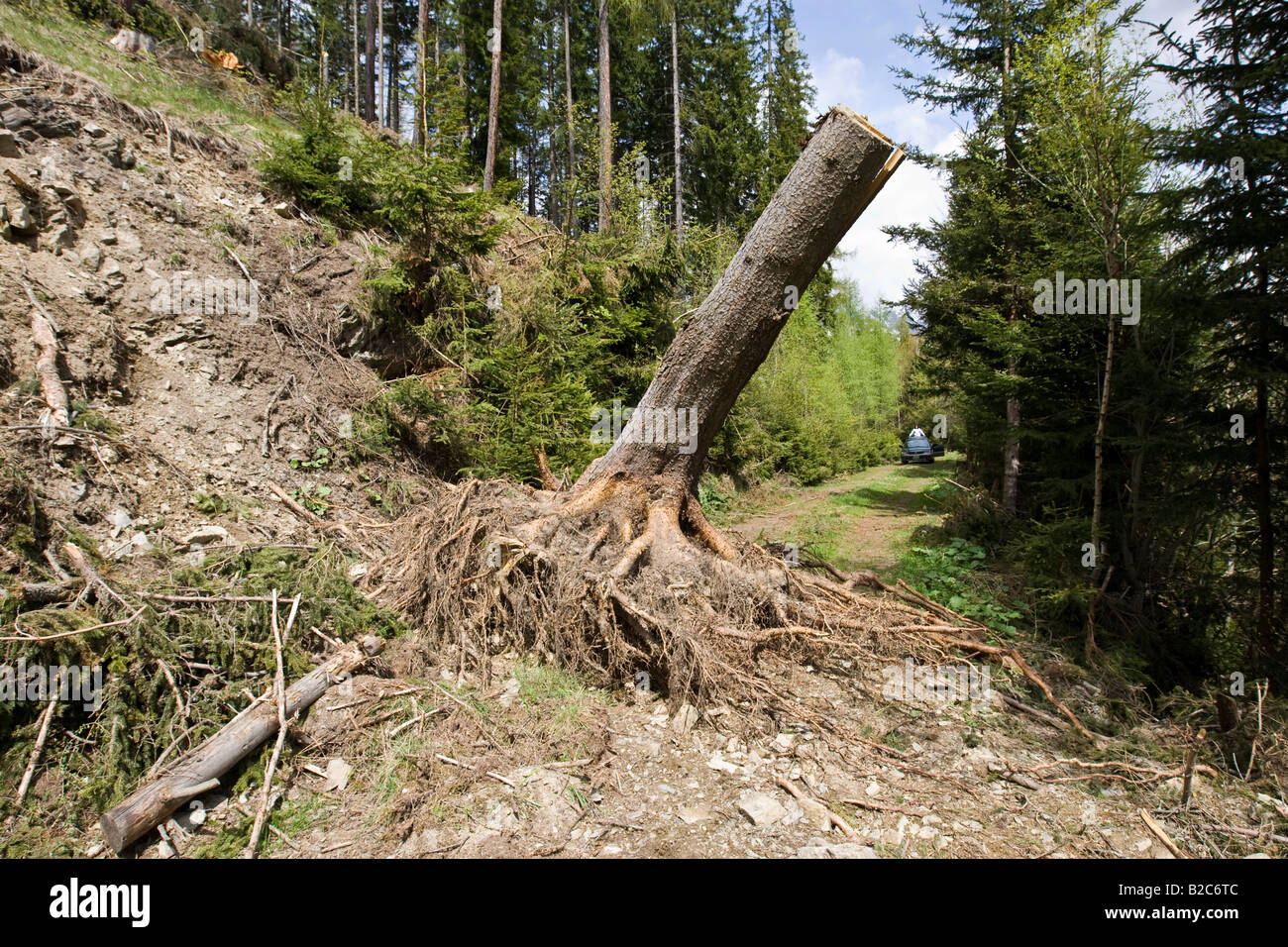 Ceppo di albero su un percorso dopo una tempesta, Stiria, Austria, Europa Foto Stock