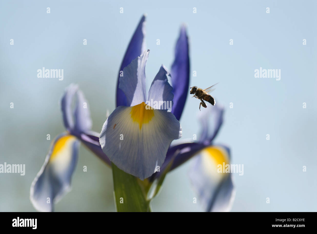 Western o European miele delle api (Apis mellifica) impollinare all'iride (iris), Cannes, Alpes Maritimes, Francia, Europa Foto Stock