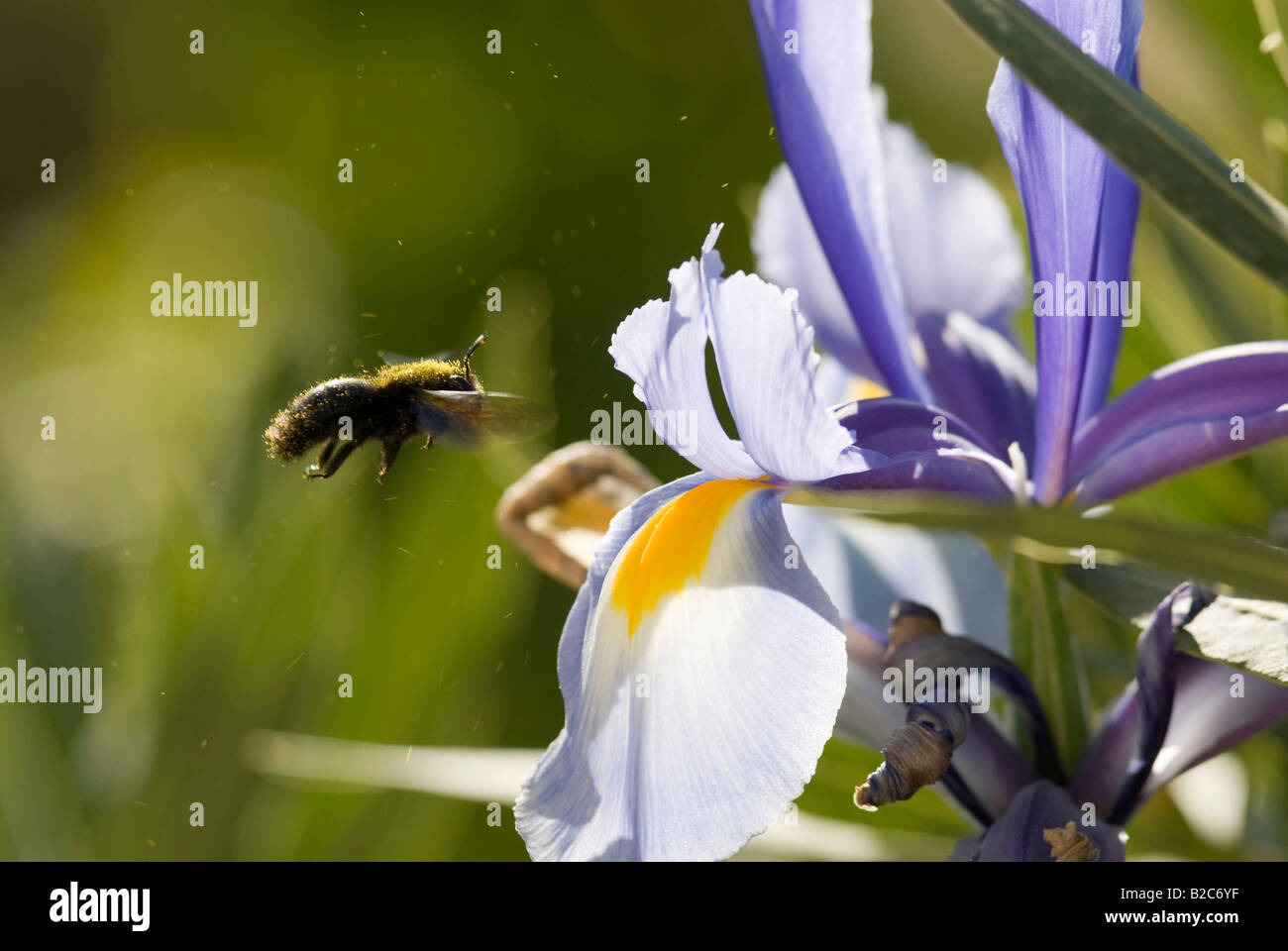 Western o European miele delle api (Apis mellifica) impollinare all'iride (iris), Cannes, Alpes Maritimes, Francia, Europa Foto Stock
