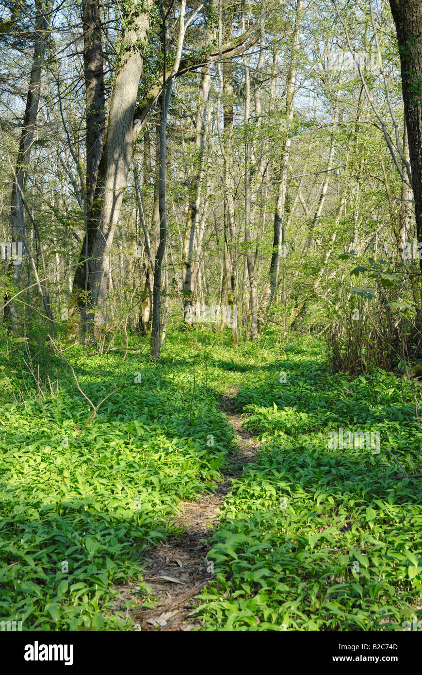 Percorso del bosco attraverso la foresta pavimento coperto con aglio selvatico, legno aglio o l'Aglio orsino (Allium ursinum), altopiano alpino Foto Stock
