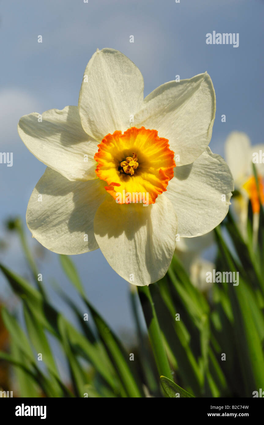 Daffodil fiore (Narcissus) Foto Stock