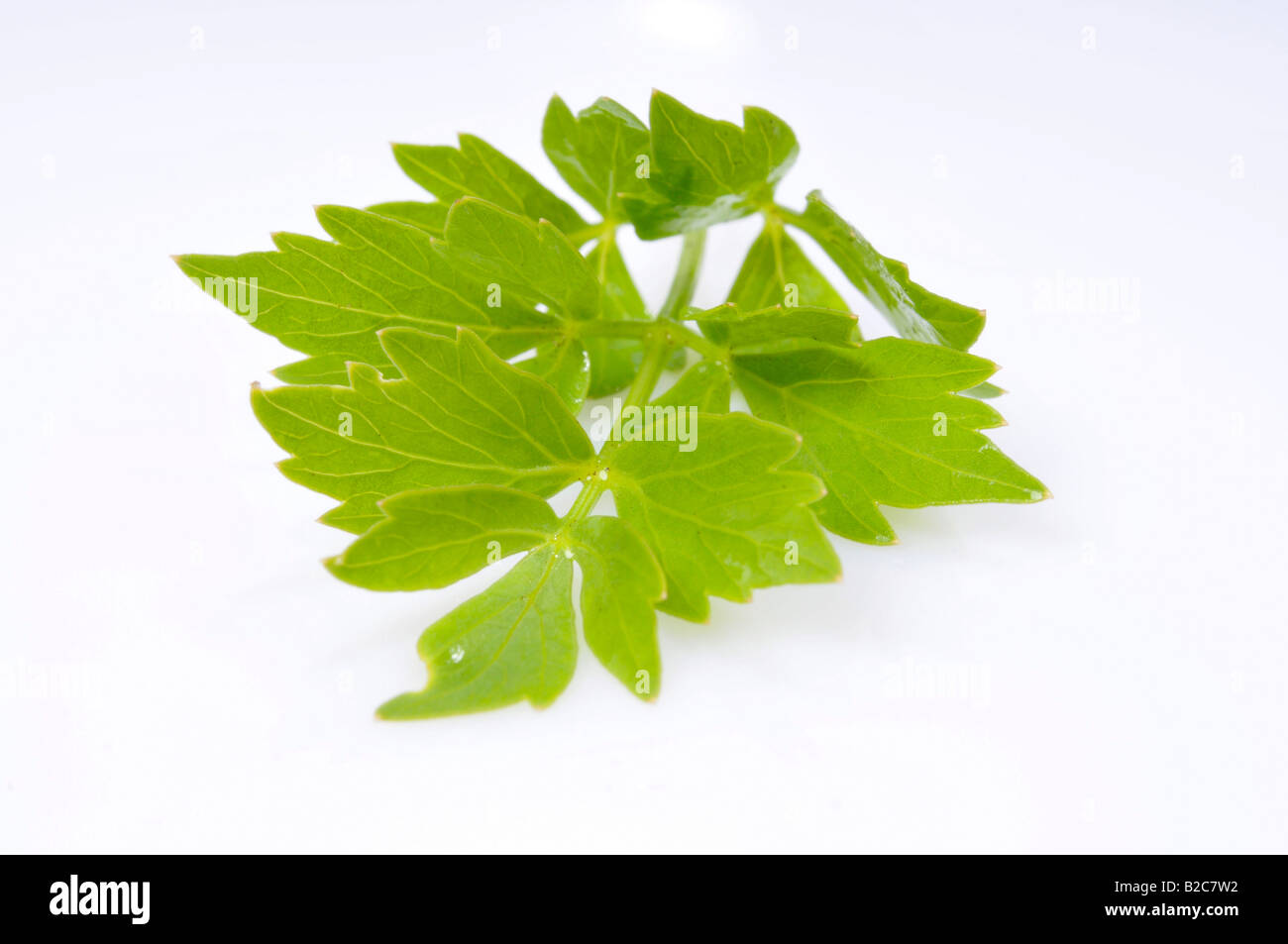 (Levistico Levisticum officinale) Foto Stock