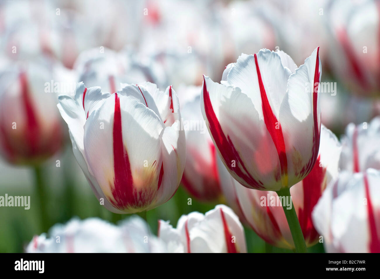 Fioritura di tulipani, Triumph Tulip (Tulipa cultivar), specie di follie di ghiaccio Foto Stock