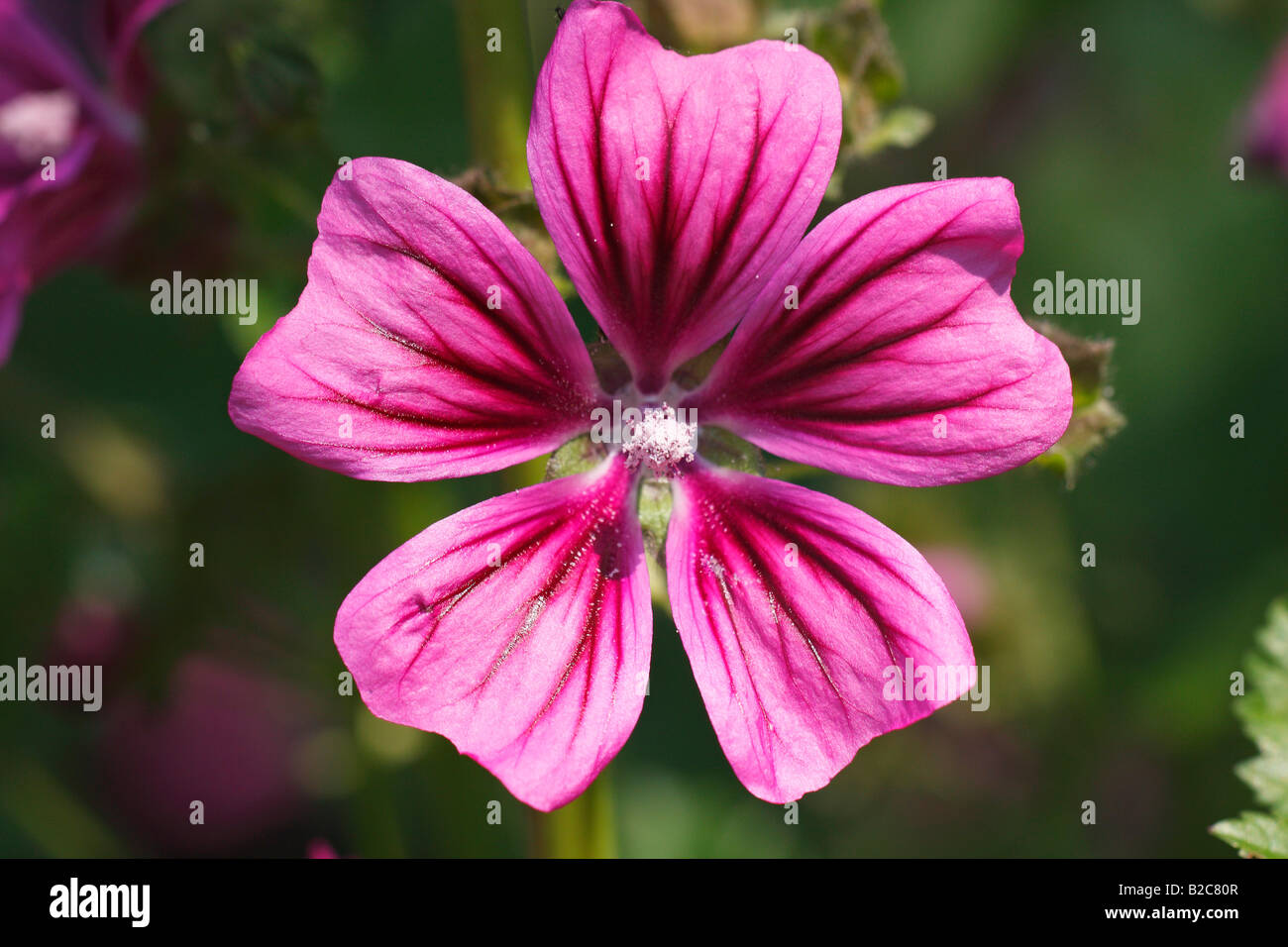 Comune (Malva Malva Sylvestris), fiori, piante medicinali Foto Stock