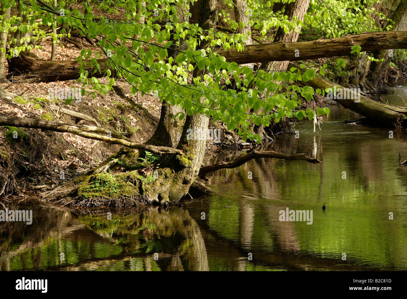 Stream, Lueerwald foresta, Sauerland, Renania settentrionale-Vestfalia, Germania, Europa Foto Stock