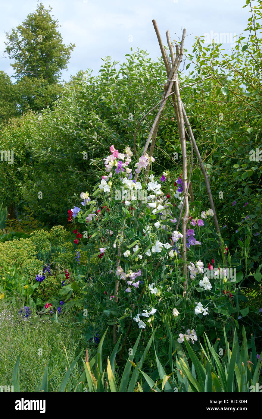 Inglese tradizionale con giardino con piselli dolci che cresce su un bastone di nocciolo wigwam. Foto Stock