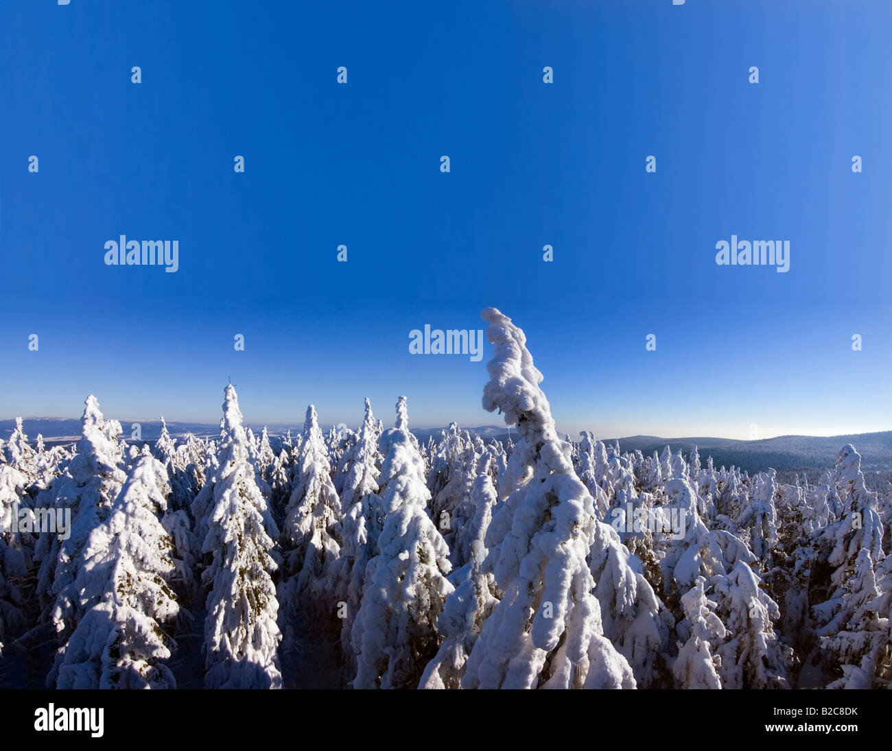 Inverno nella foresta bavarese Europa Germania coperta di neve abeti rossi cielo blu in corrispondenza della regione denominata Geisskopf Bayerischer Wald Foto Stock