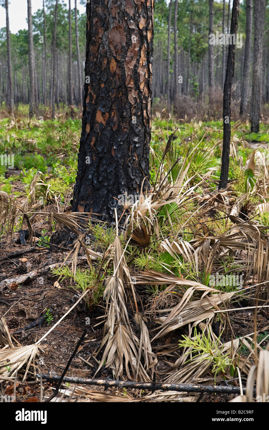 Incendio che devastò longleaf foresta di pini e di Saw palmetto sottobosco North Florida Foto Stock