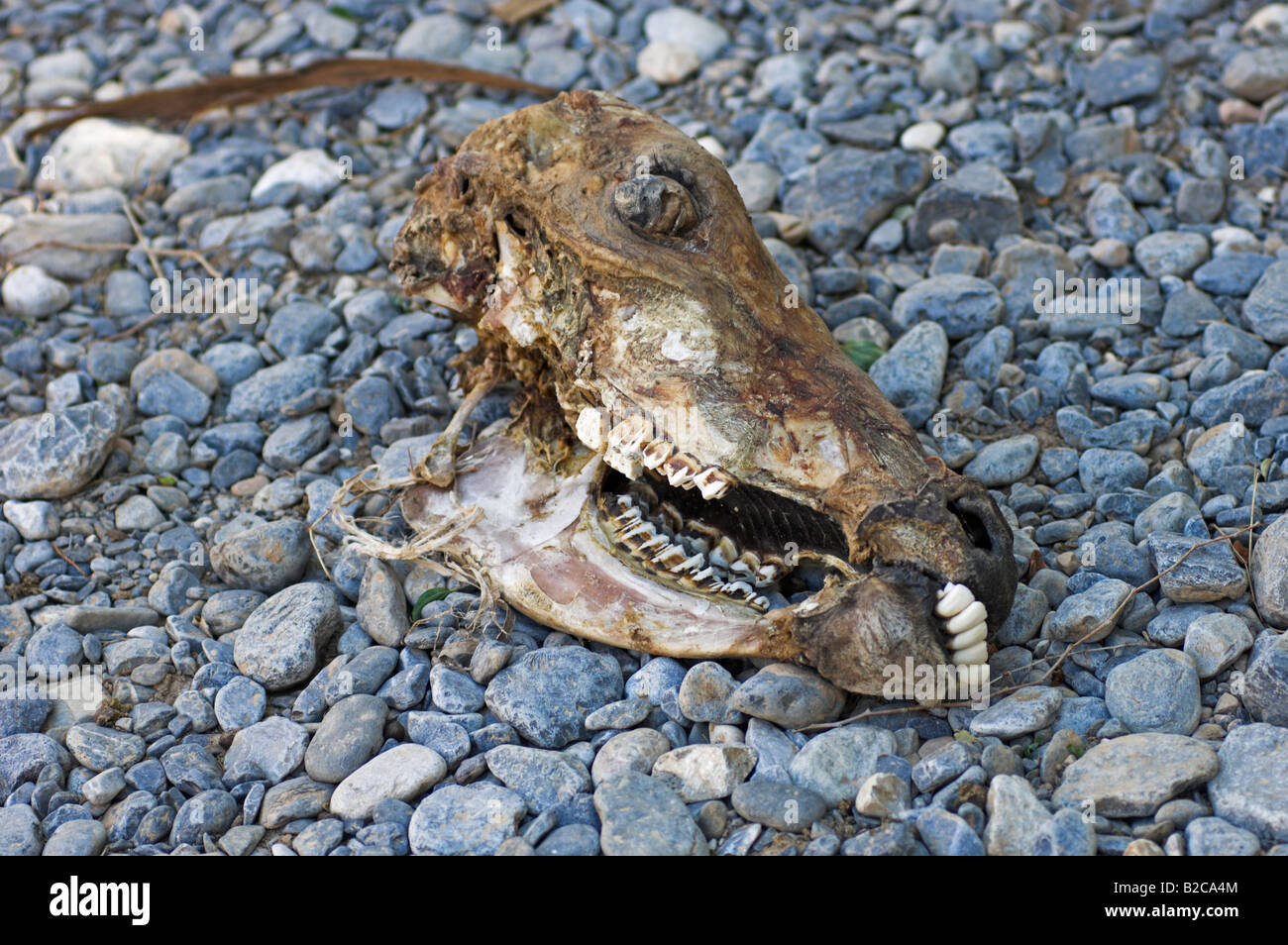 Cranio essiccato di caprini morti in asciutto alveo del deserto in Oman Foto Stock