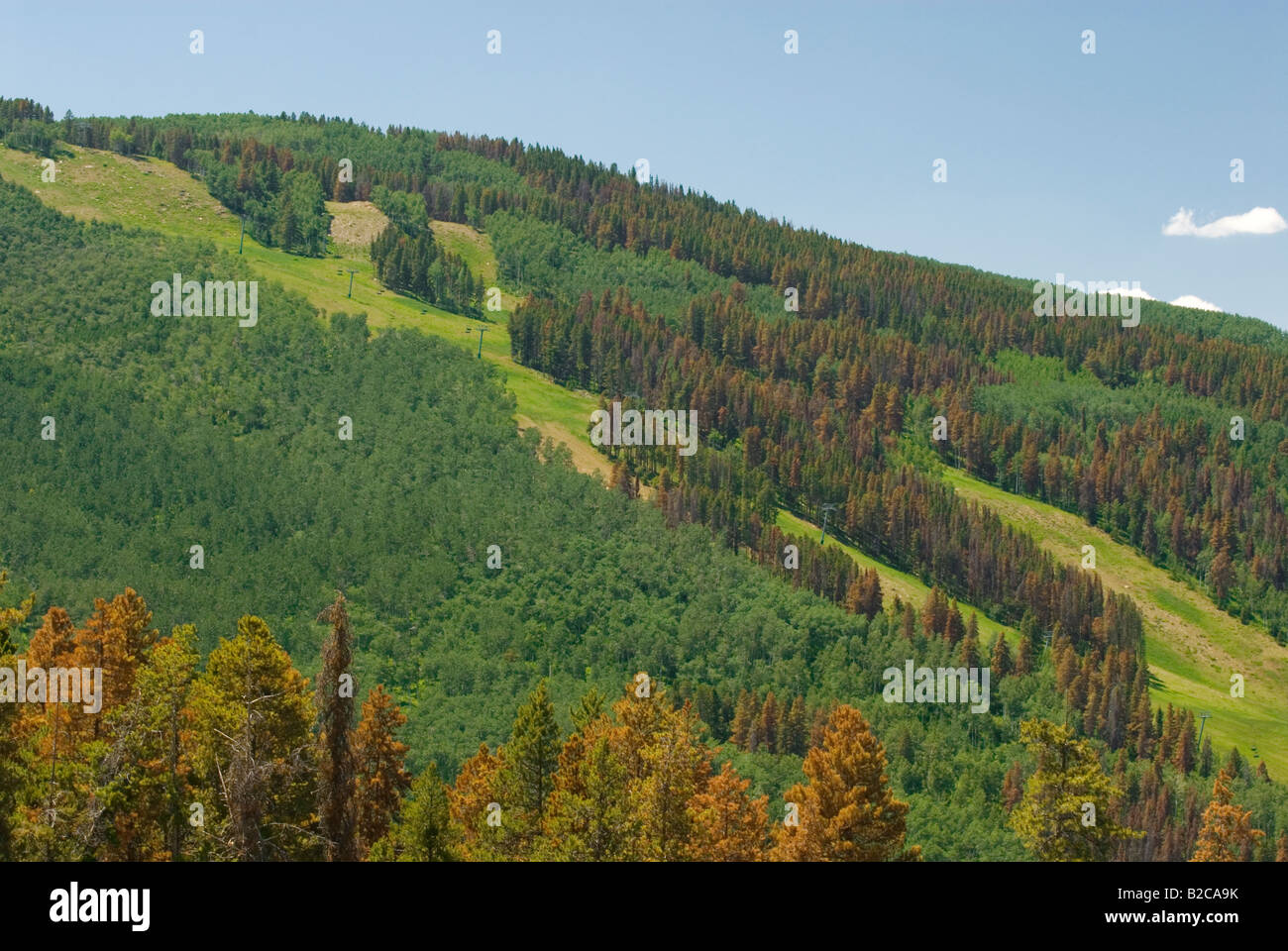 Malato di alberi di pino con l'infestazione da scolitidi al di sopra di Beaver Creek Colorado Foto Stock