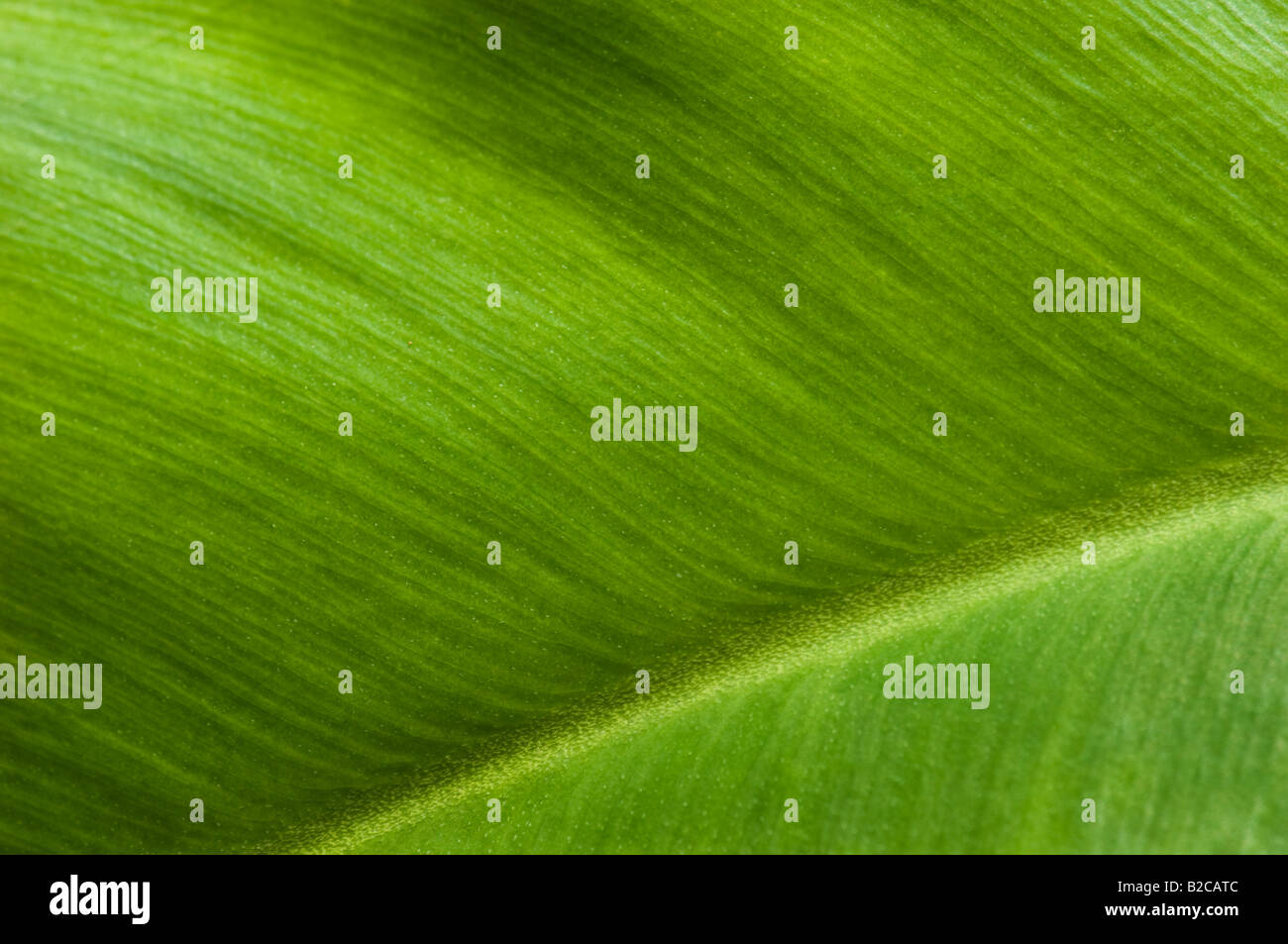 La clorofilla pianta verde foglia modello di strutture di natura ambiente simbolo dettaglio nuova Foto Stock