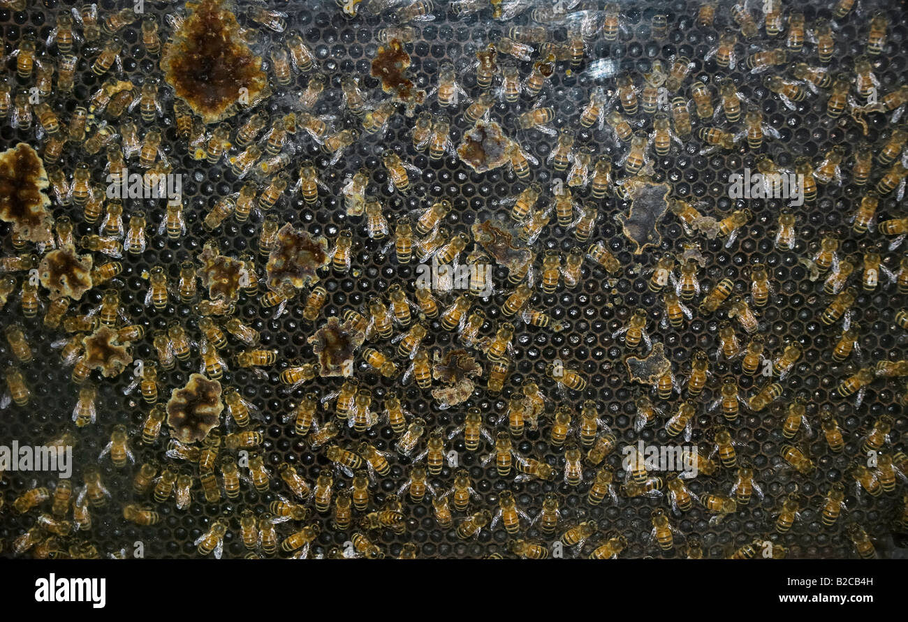 La colonia di api sul display a Apalachicola nazionali di ricerca di estuario ANERR Riserva Apalachicola Florida Foto Stock