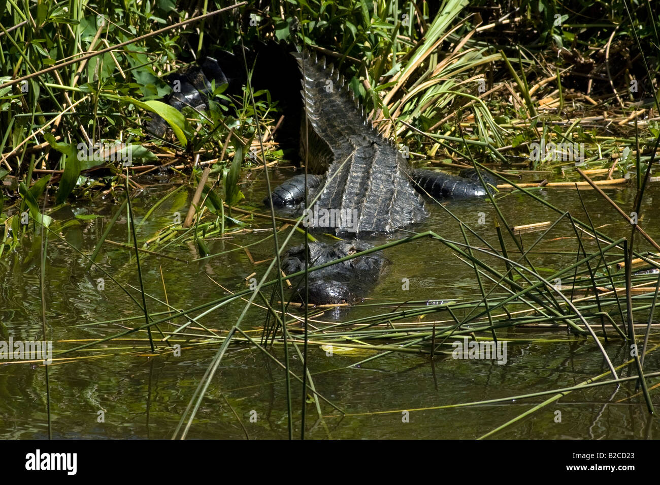 Il coccodrillo americano nel fiume Apalachicola Alligator mississippiensis vicino Apalachicola Florida Foto Stock