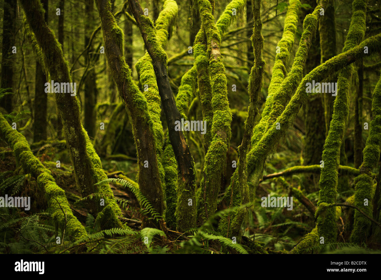 Moss su alberi in British Columbia Forest Foto Stock