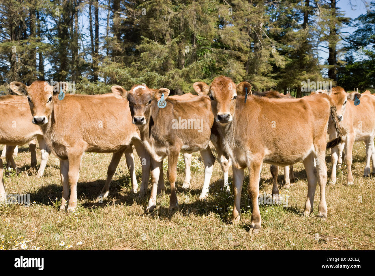I giovani vitelli Jersey in campo. Foto Stock