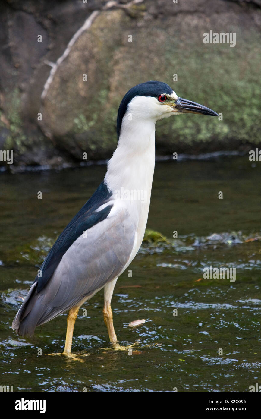 Nero notte tappato heron camminando in un flusso Foto Stock