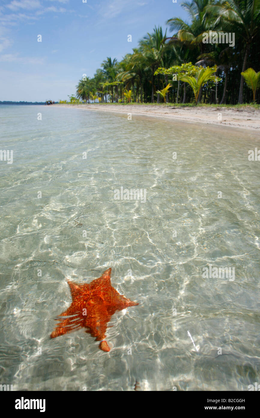 Bocas del Drago Beach in Bocas del Toro con una delle famose stelle marine Foto Stock