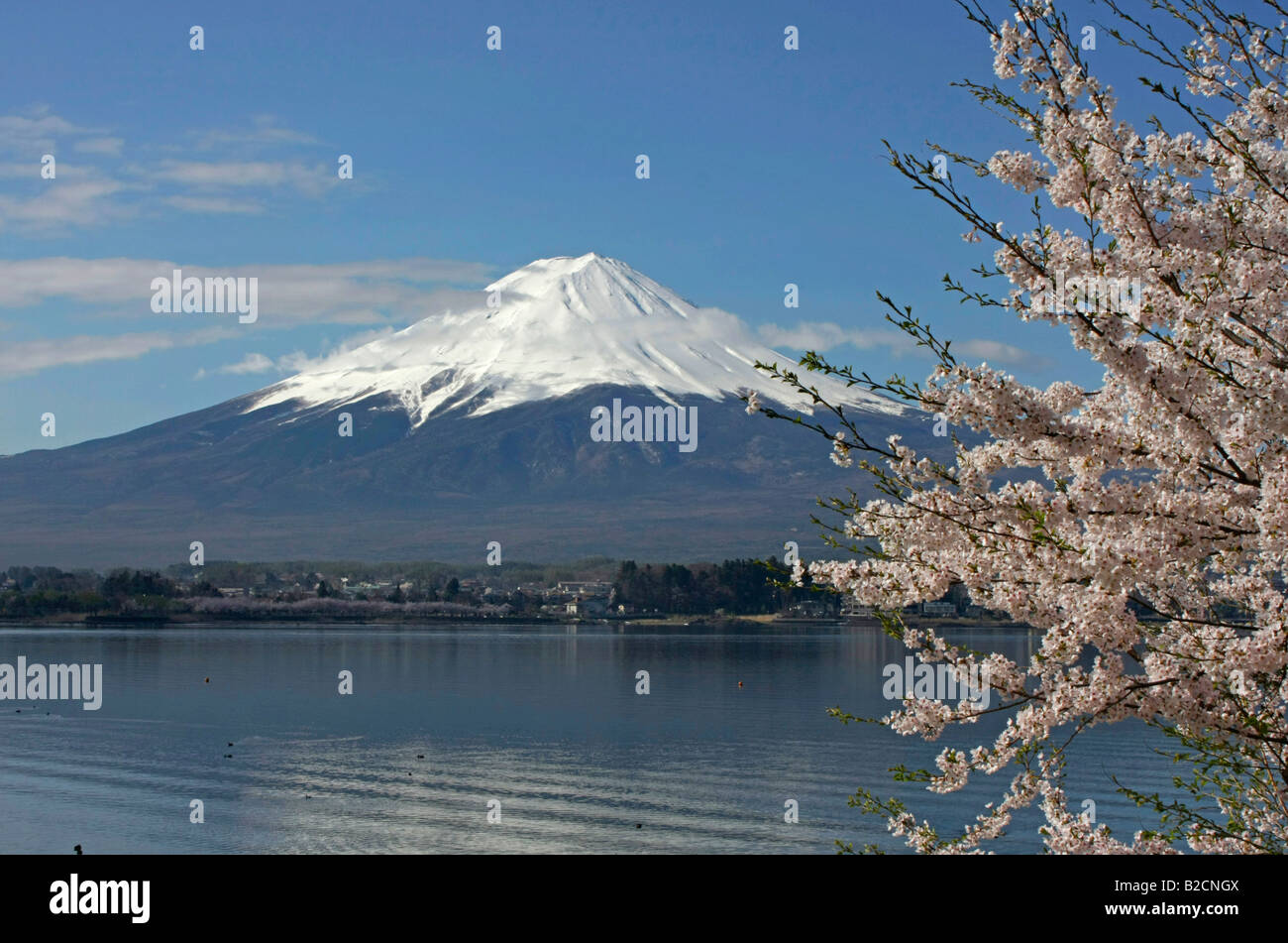 Il monte Fuji e fiori di ciliegio al lago Kawagutiko Yamanashi Giappone Foto Stock
