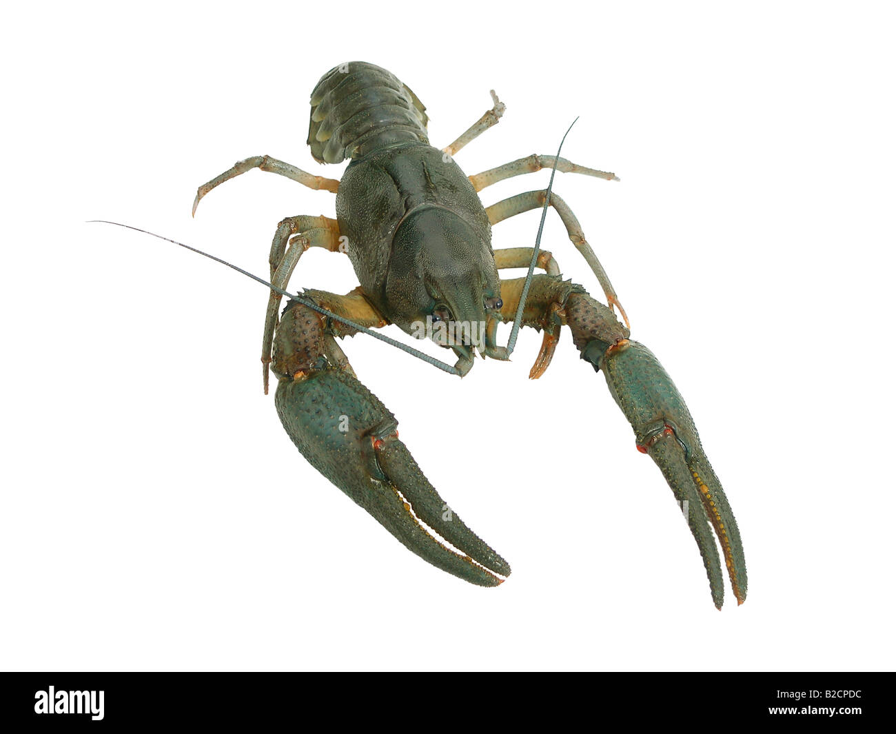 Gamberi di fiume Foto Stock