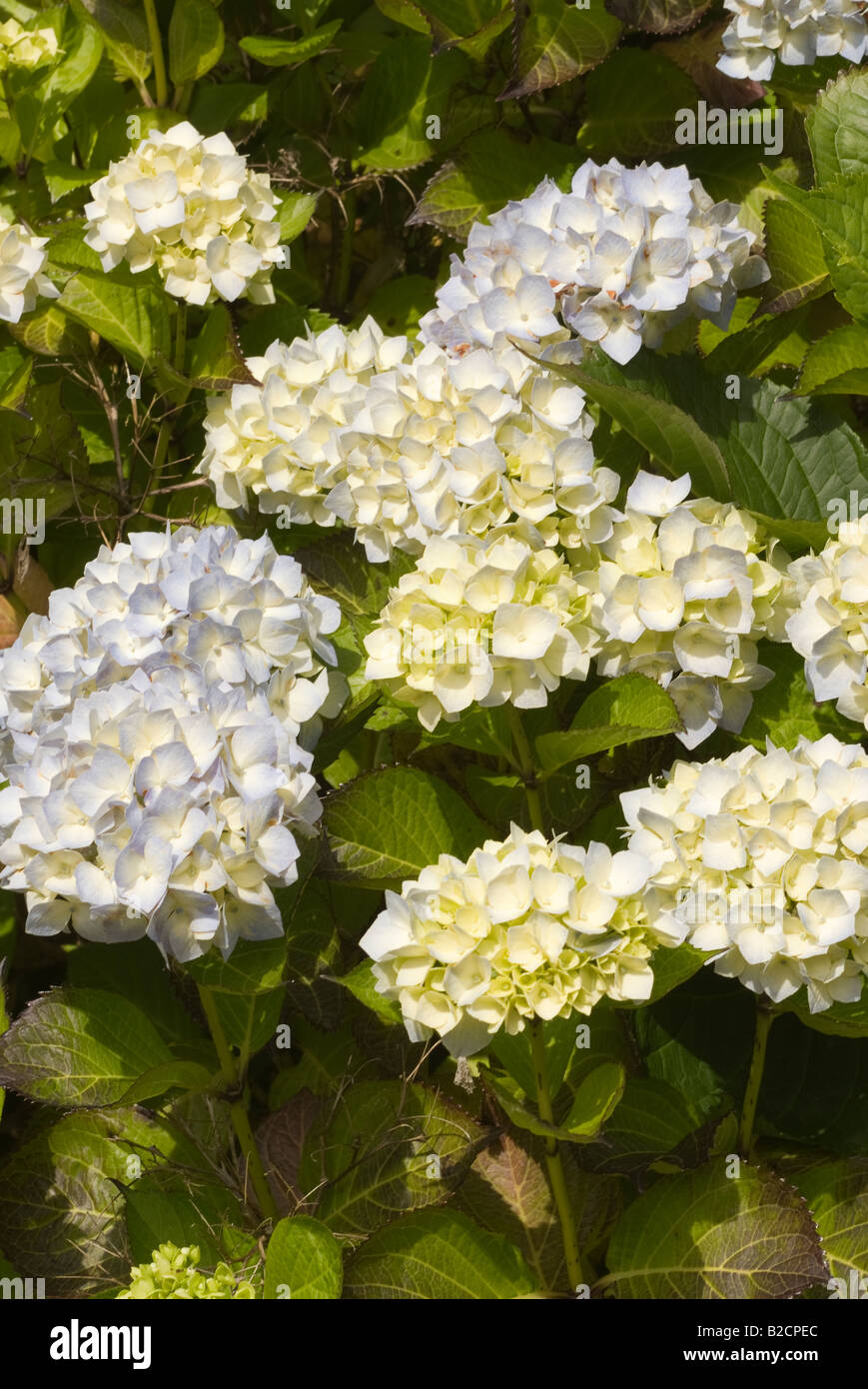 Blu pallido e crema di fiori di ortensie in fiore a Logan Botanic Garden Dumfries and Galloway Scotland Regno Unito Foto Stock