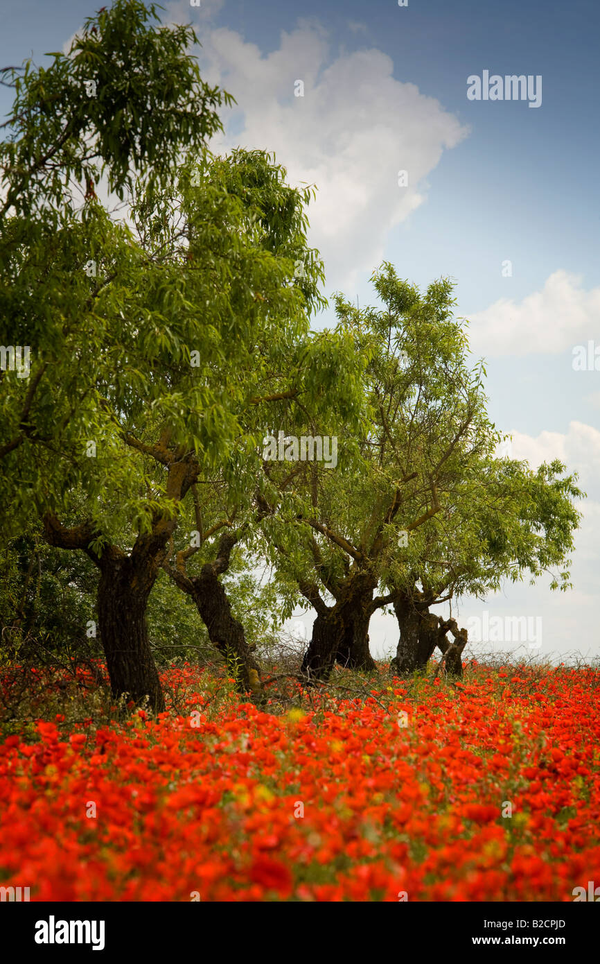 Poppyfield sotto alberi di mandorle vicino a Huesca nei Pirenei spagnoli Foto Stock