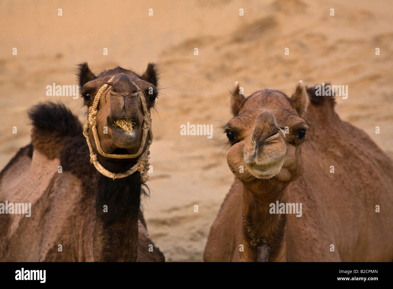 Cammelli Camelus bactrianus masticare il loro cud nel deserto di Thar vicino a Jaisalmer durante un safari Rajasthan in India Foto Stock