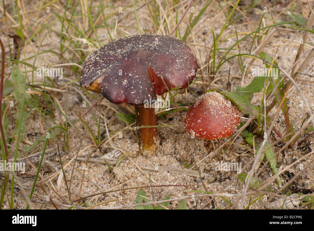 Dune waxcap funghi Hygrocybe conicoides sulle dune REGNO UNITO Foto Stock