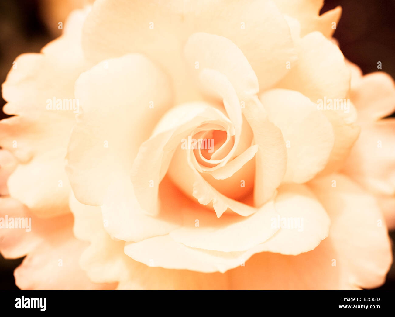 Immagine del dato di rose antiche foto effetto. Giardino di Rose, il cerchio interno, Regent's Park, Londra, Inghilterra Foto Stock
