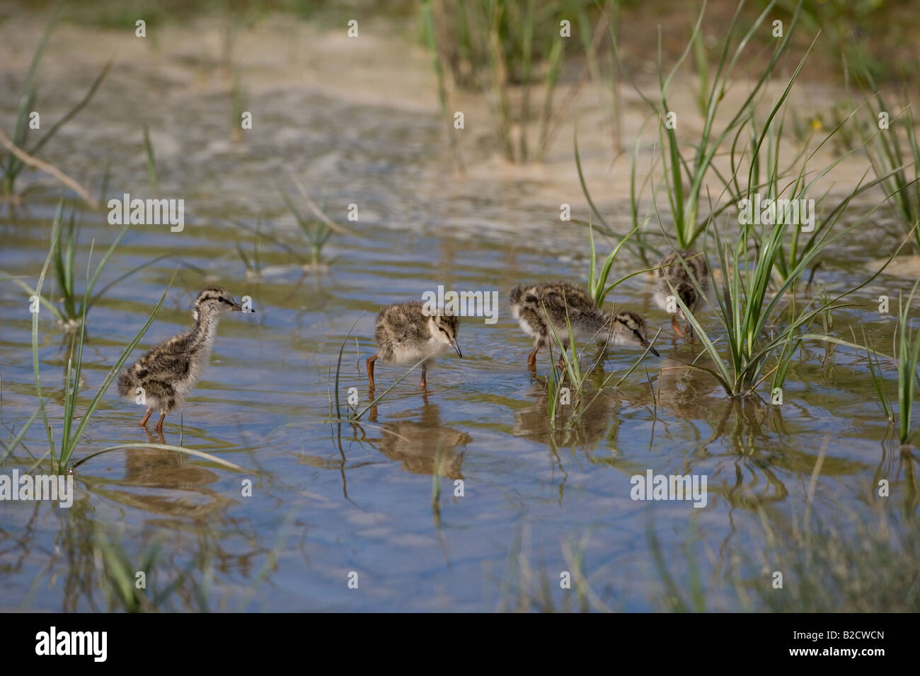 Redshank Tringa totanus giovani Foto Stock
