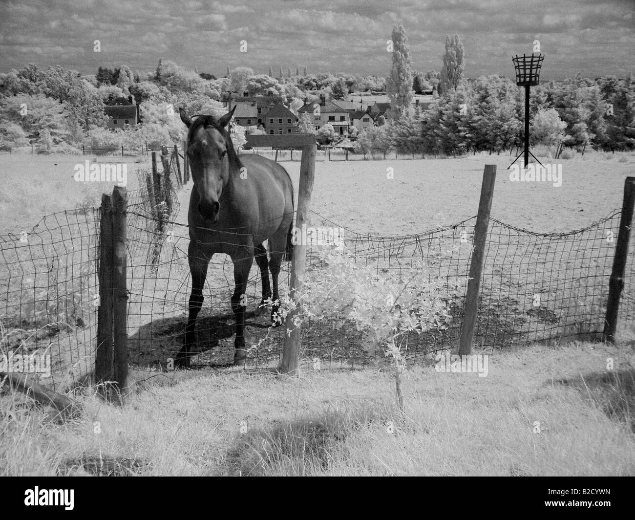 Cavallo nel paddock Thaxted Essex Inghilterra Foto Stock