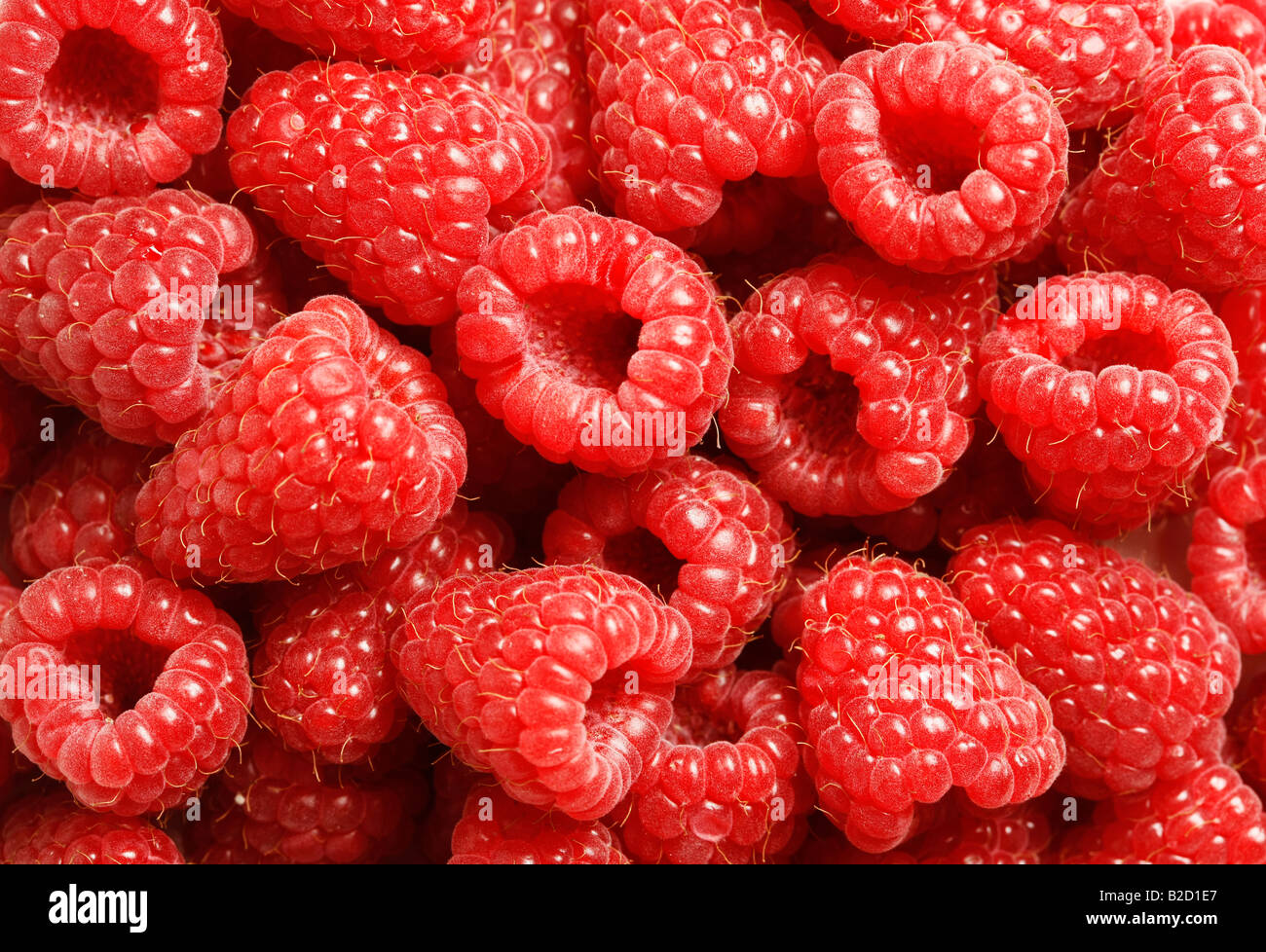 Deliziosi lamponi rosso visto da vicino di grandi file XXL girato in studio con 21 megapixel della fotocamera Foto Stock