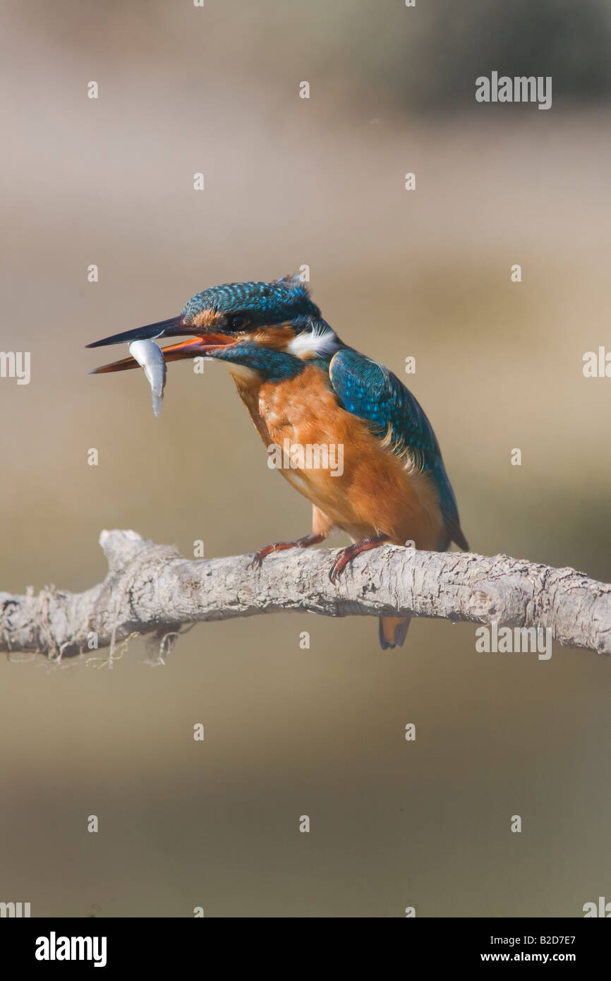 Kingfisher, Alcedo atthis con la preda Foto Stock