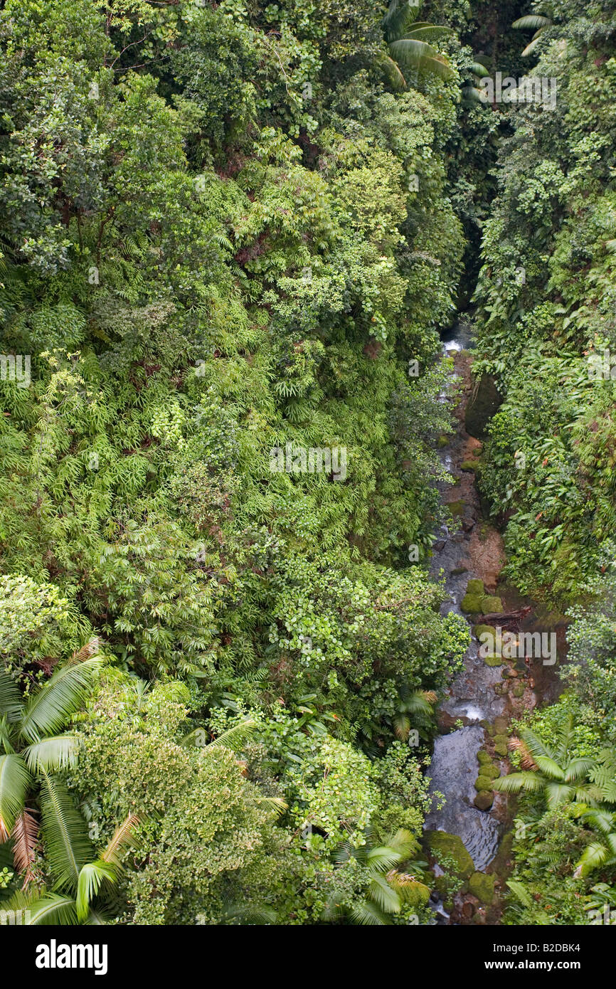La prima colazione sulla gola del fiume taglia attraverso la foresta pluviale nel sud della Dominica West Indies Foto Stock