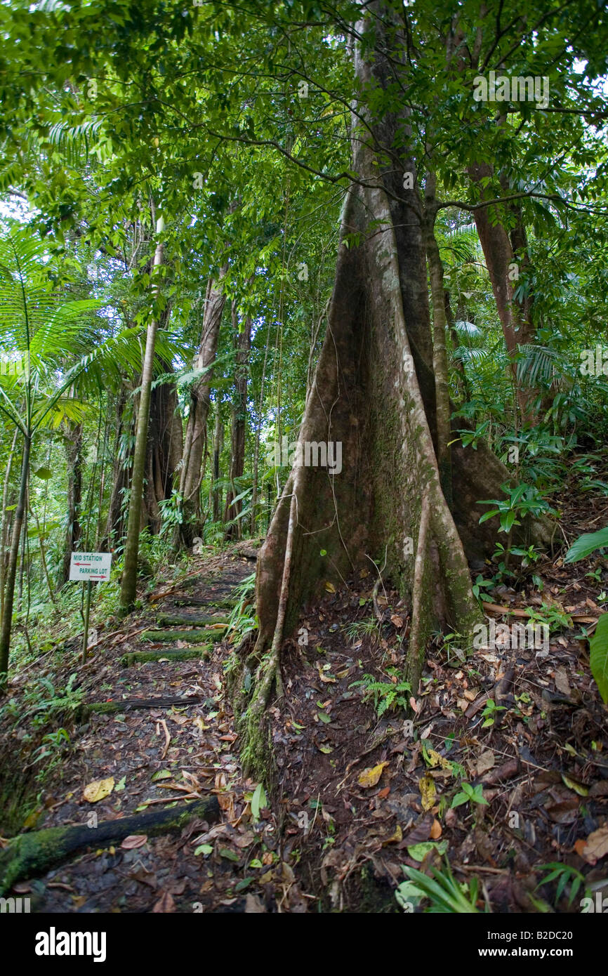 Sentiero della foresta pluviale parte della foresta pluviale Aerial Tram tour Dominica West Indies Foto Stock