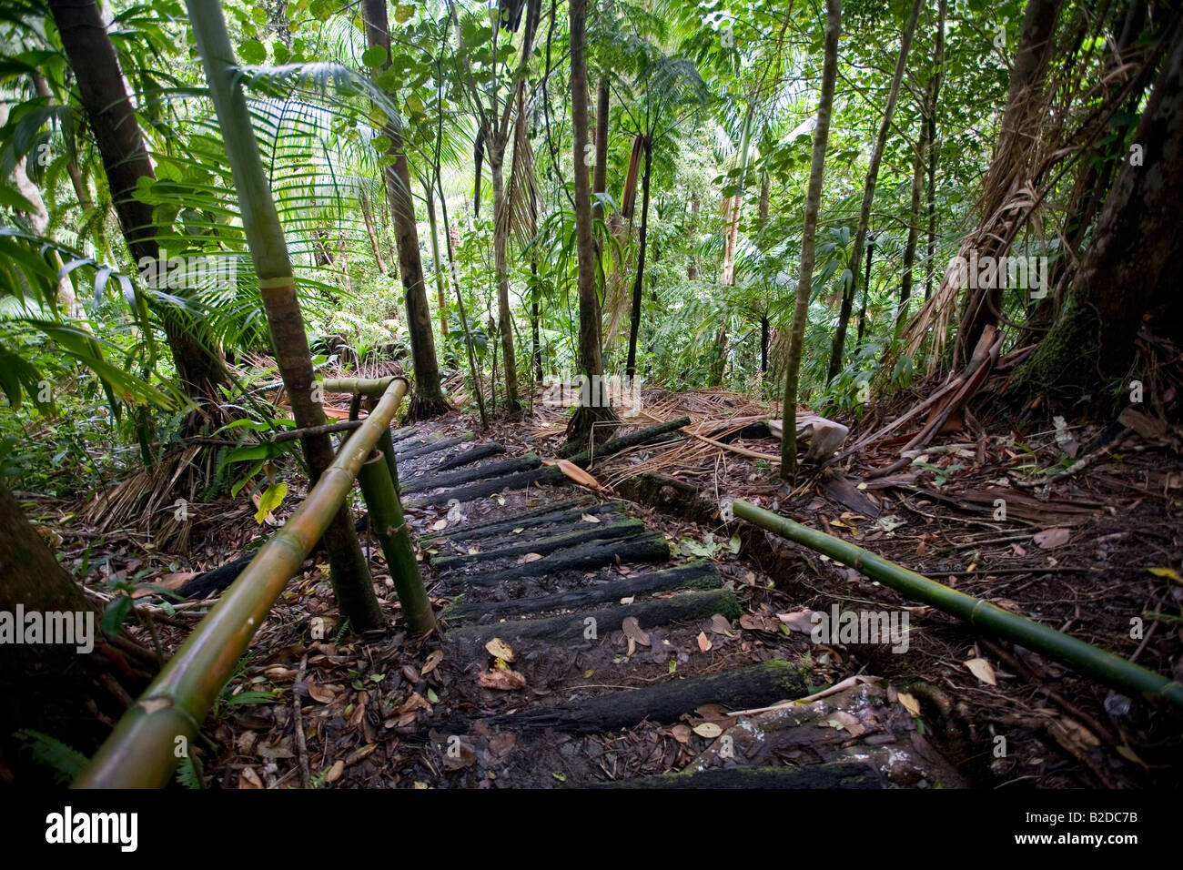 Percorso di foresta pluviale Sud della Dominica West Indies Foto Stock