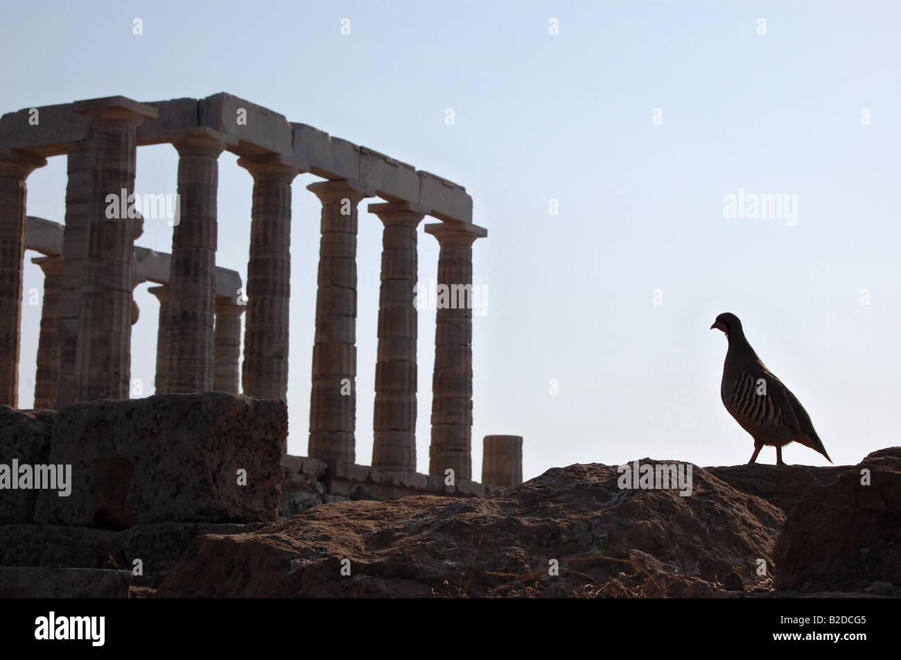 Gallo cedrone al tempio di Poseidone Foto Stock