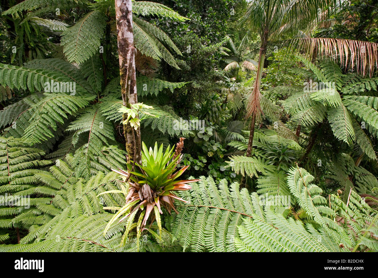 Bromeliad meridionale della Foresta Pluviale Dominica West Indies Foto Stock