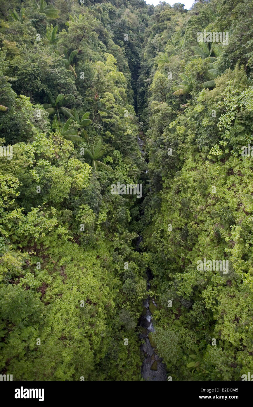 La foresta pluviale e la colazione sulla gola del fiume Dominica West Indies Foto Stock