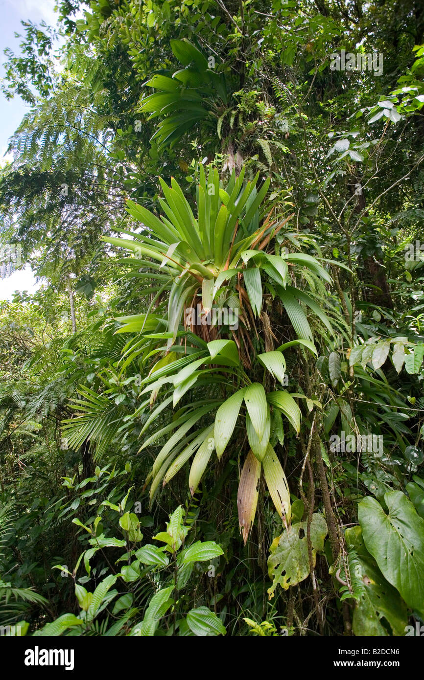 Bromeliad crescente nella foresta pluviale Dominica West Indies Foto Stock