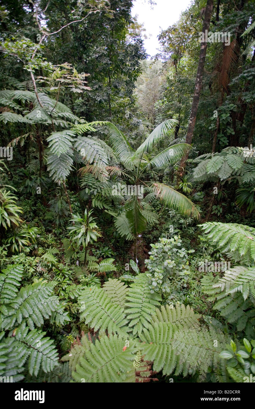 A sud della Foresta Pluviale Dominica visto dalla foresta pluviale Aerial Tram West Indies Foto Stock