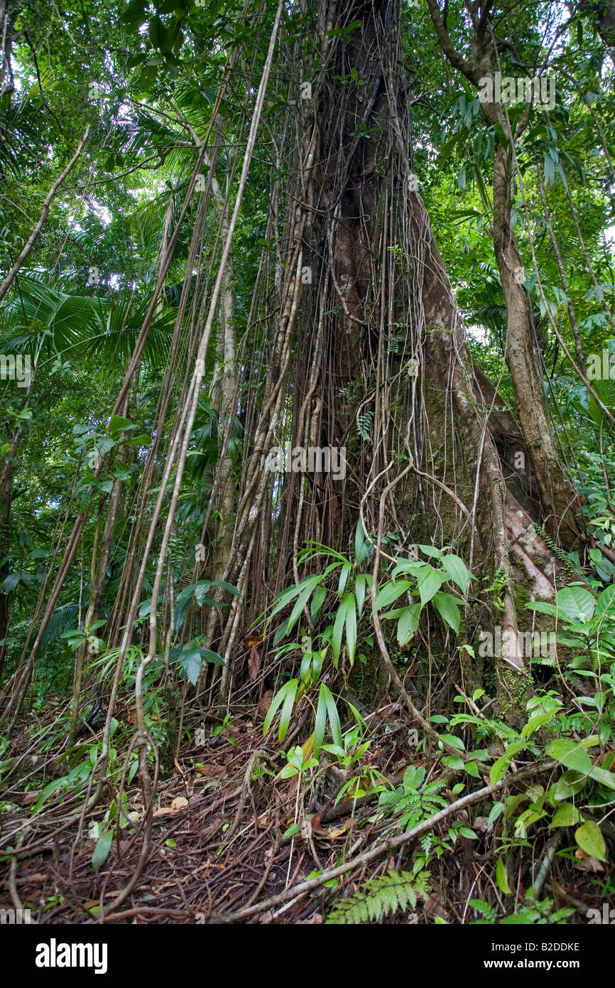 Liane coprire un albero Chataignier Sloanea sp Dominica West Indies Foto Stock