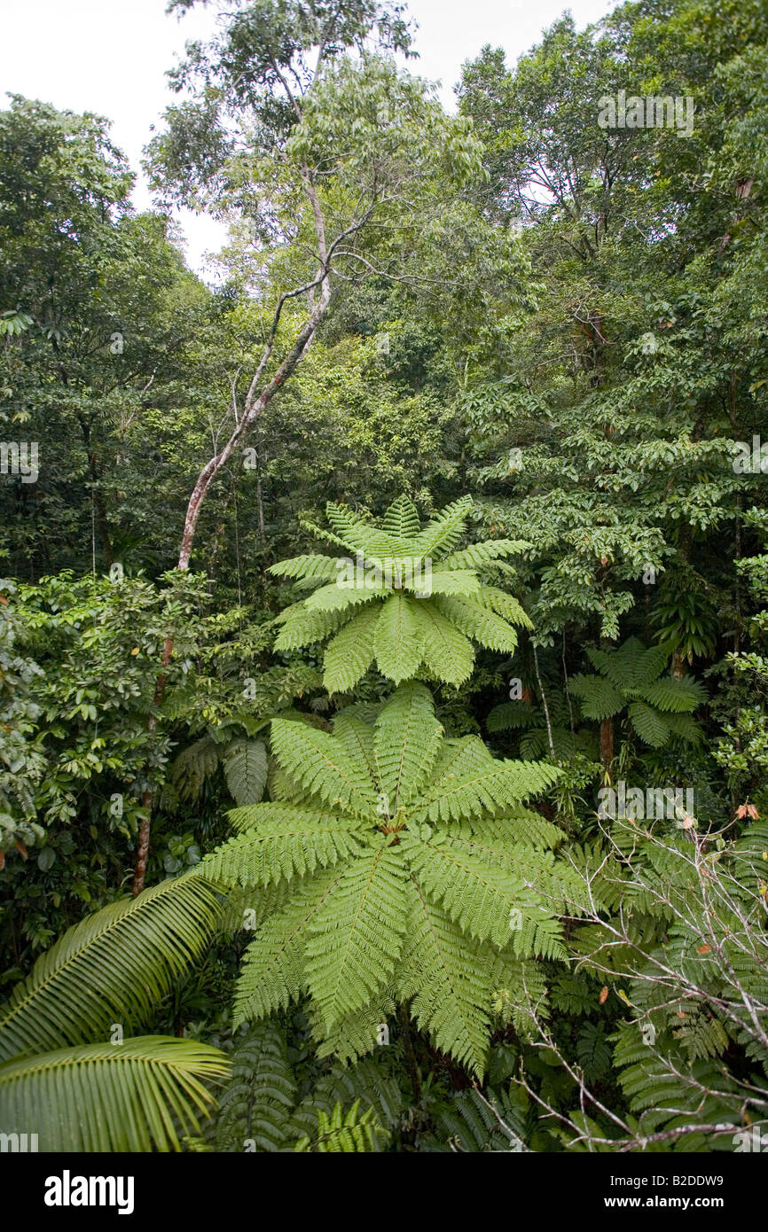 Foresta pluviale visto dalla foresta pluviale Aerial Tram Dominica West Indies Foto Stock
