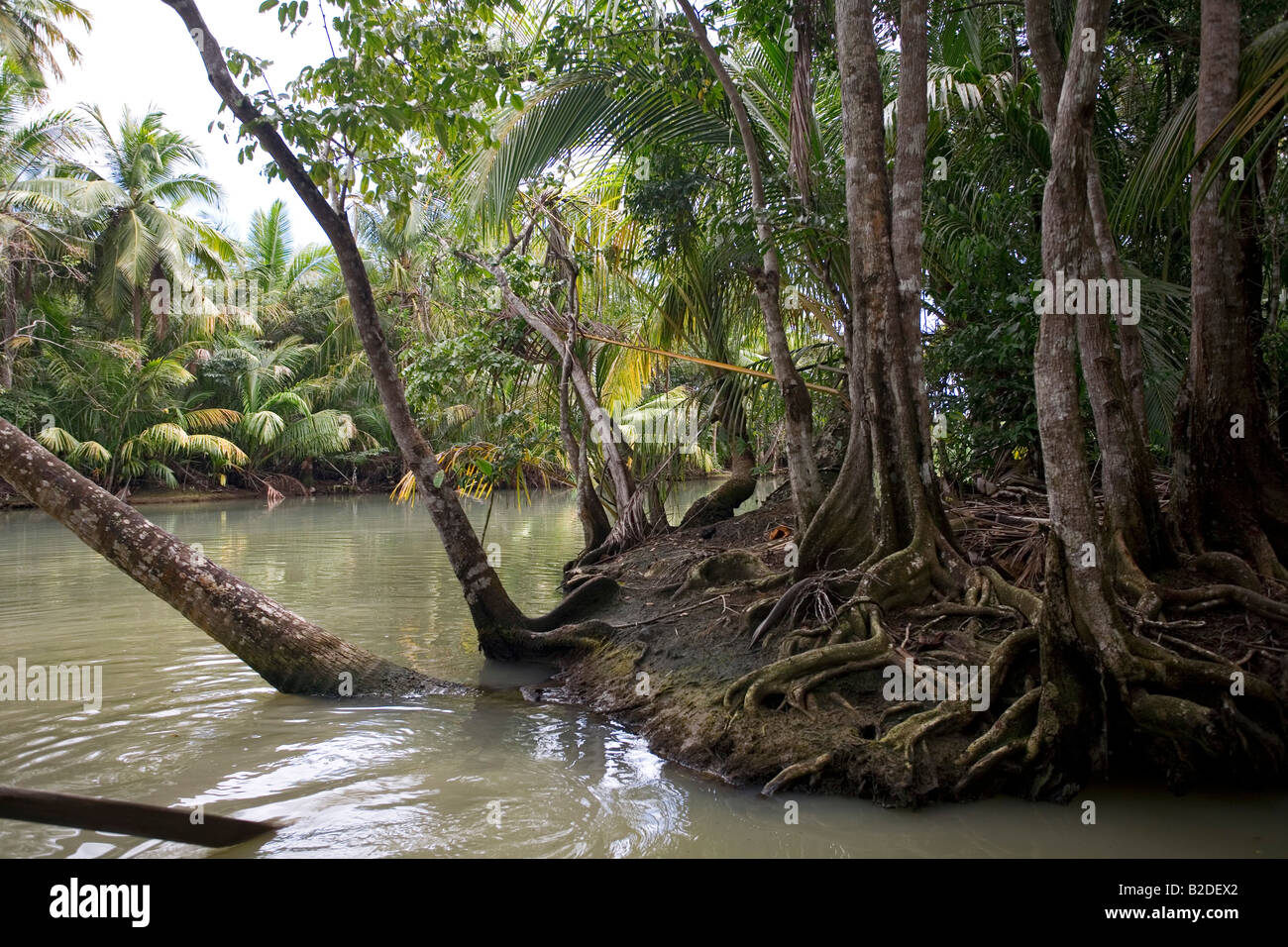Palude di alberi di sangue officinalis Pterocarpus Indian River Dominica West Indies Foto Stock
